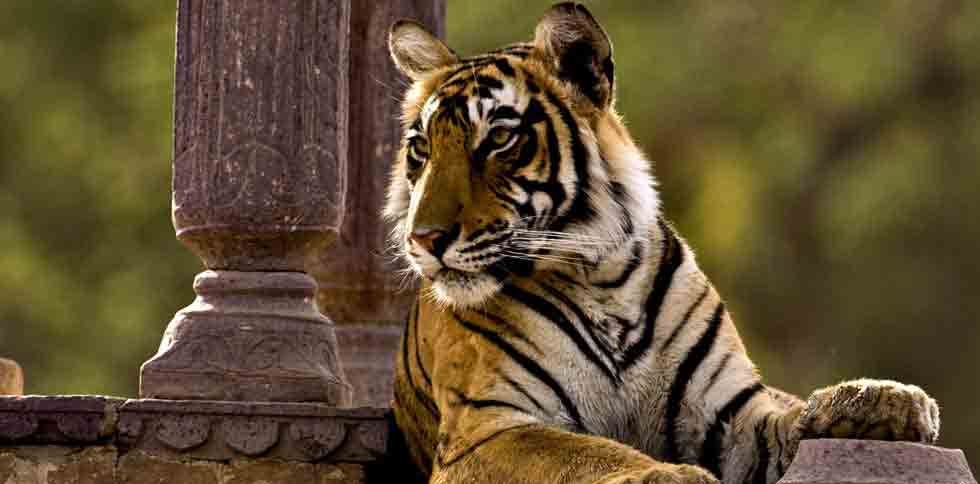 Ranthambore Travel Guide