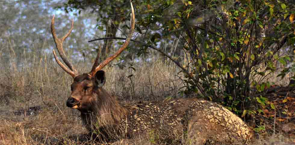 Ranthambore Tour Packages