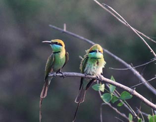 Bharatpur Travel Guide