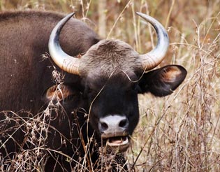 Kanha Wildlife Travel Guide