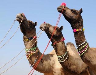 Pushkar Travel Guide